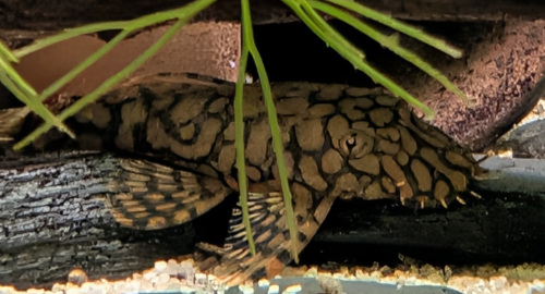 Rineloricaria L10a