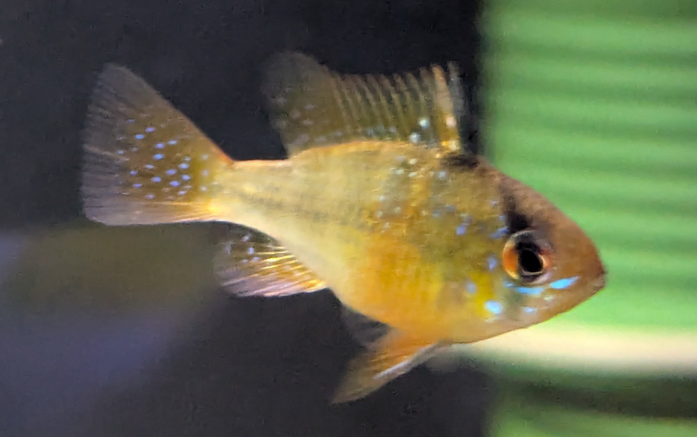 Schmetterlingsbuntbarsch Weibchen