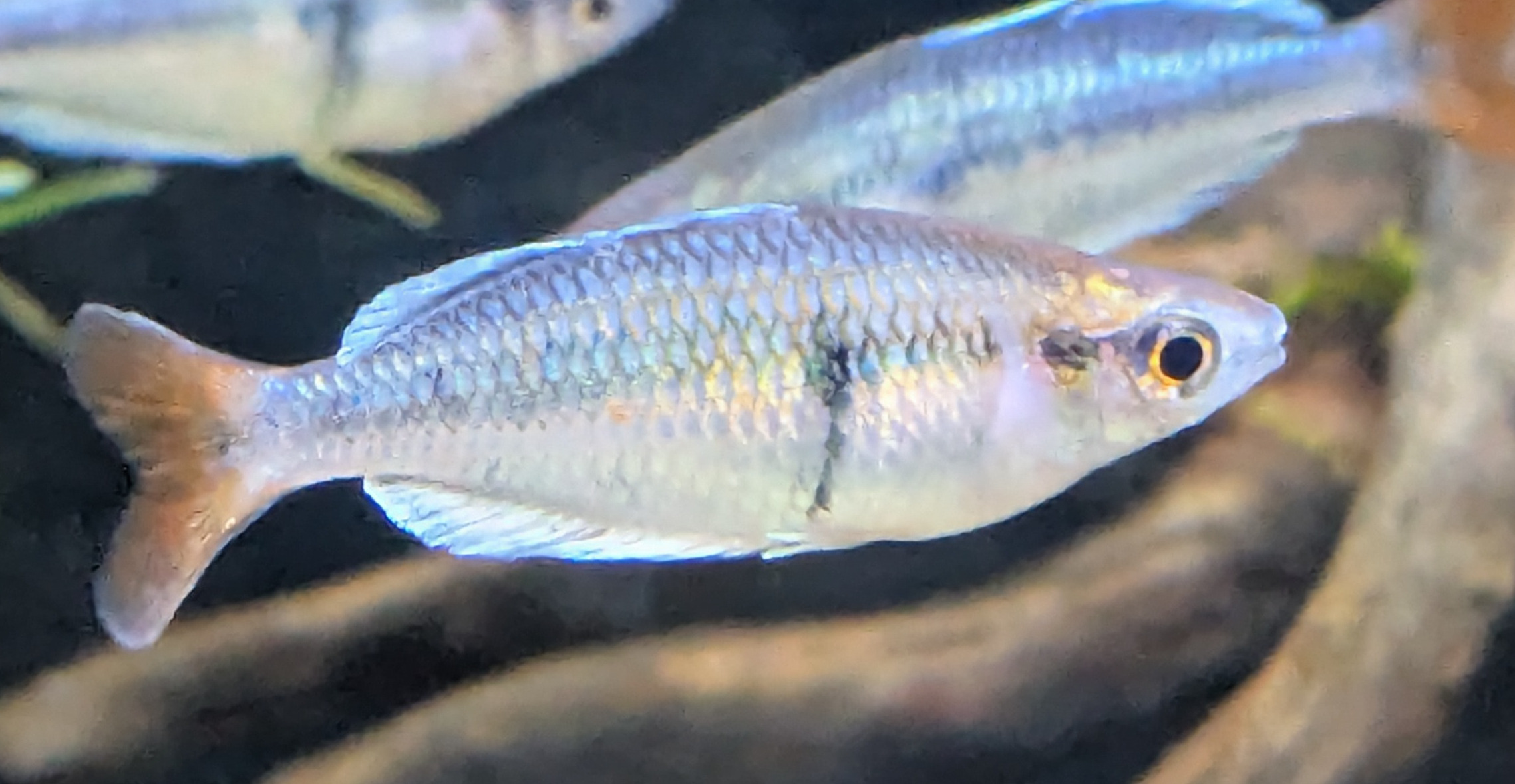 Melanotaenia Kali Tawa